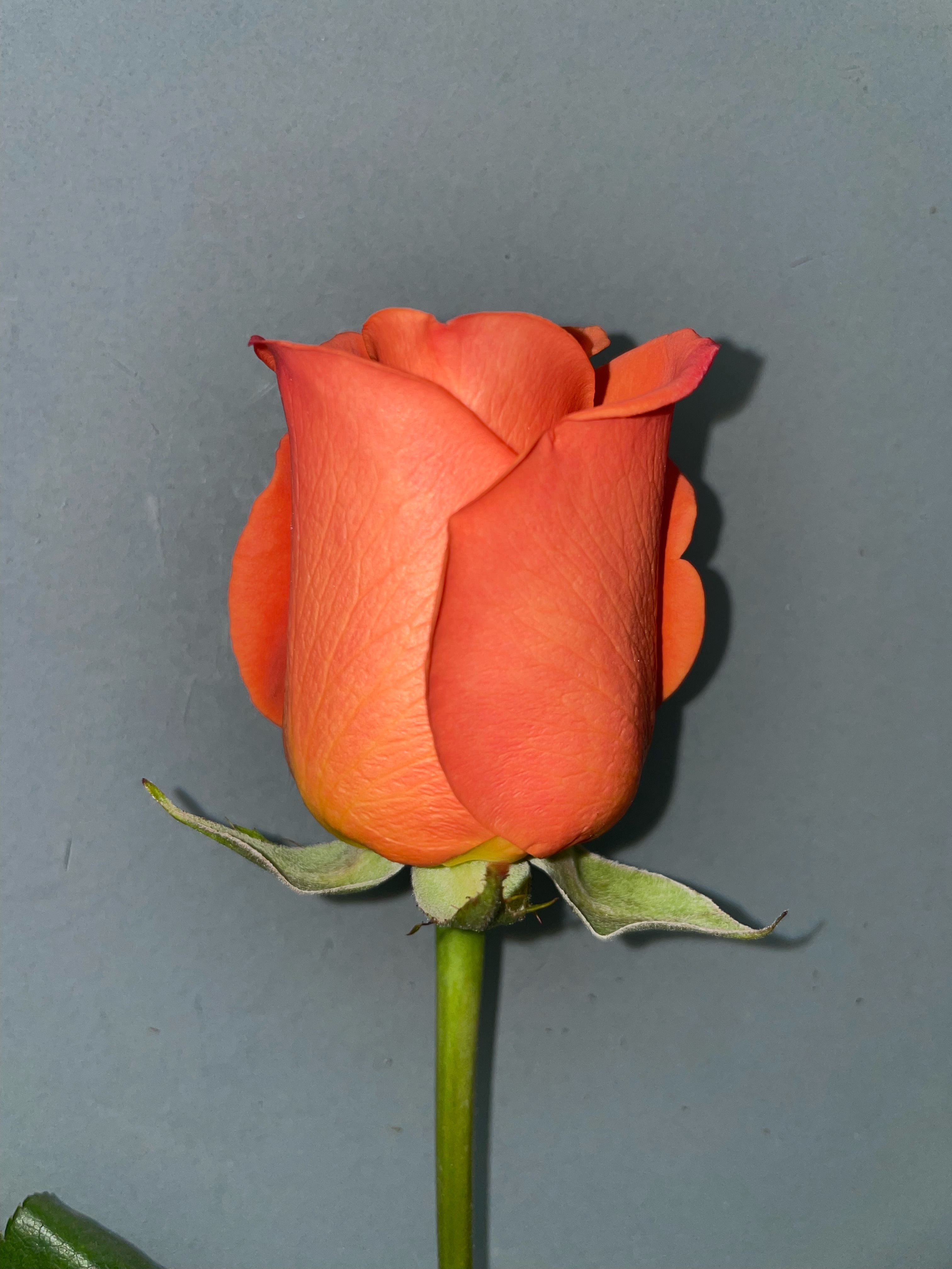 Orange Rose